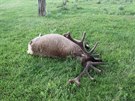 Neznámý pytlák v oboře na Břeclavsku zastřelil trofejního jelena. Tělo ze zatím...