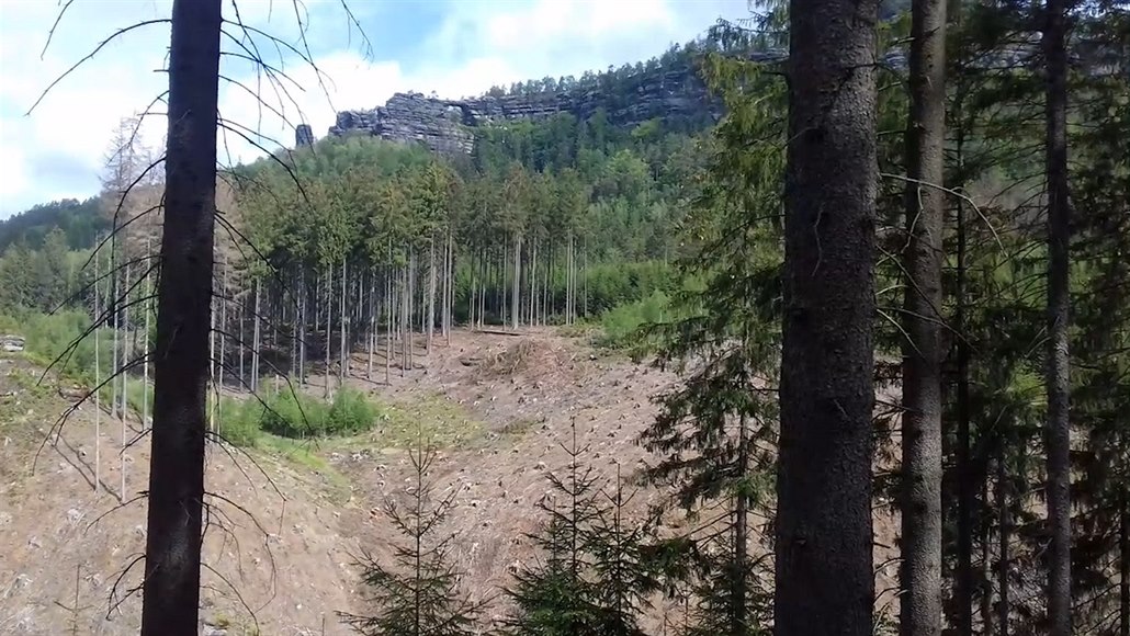 Kůrovec vyhrál bitvu, ne válku. Nový les mu odolá, říká ředitel parku