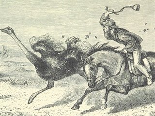 Pštrosí peří bylo cenným artiklem, Jižní Afrika si proto na něj chtěla udržet...