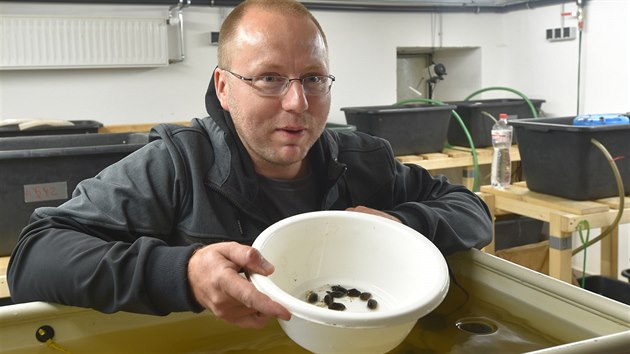 Biolog Ondřej Spisar ukazuje šestileté perlorodky říční, které jsou v této velikosti vypouštěny do volné přírody.