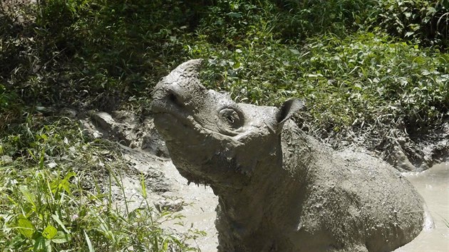 Tam, posledn samec nosoroce sumaterskho, je vidn pokryt v bahn ve stt Sabah v Malajsii, na obrzku zskanm ze socilnch mdi (kvten 2014).