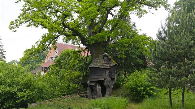 V minulosti byla na strom pidlna konstrukce ve tvaru chaloupky, aby zakryla dutiny.