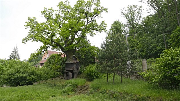 ikov dubu v Nmti nad Oslavou byl vnovn prostor i v televiznm cyklu Pam strom.