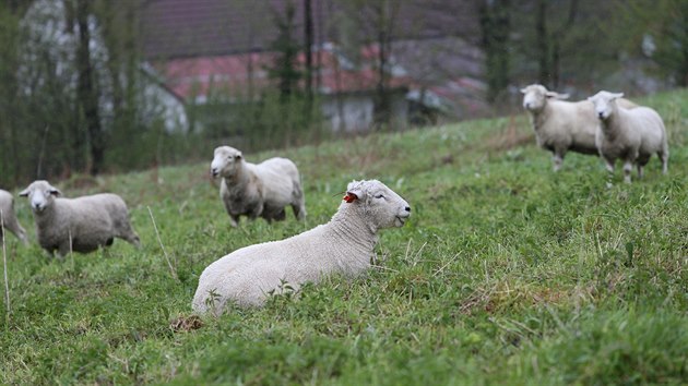 Na svažité a podmáčené louky u říčky Fryšávky ve Vříšti se dobře hodí původně anglické plemeno ovcí Romney.
