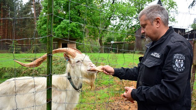 Zastupitel z Ralska a velitel strnk Ren Nesvadba pomh s p o zvata z Billovy stanice. Varuje ale ped tm, aby lid chodili zvata krmit. Mohou jim ublit.