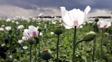 Ilustra�ní snímek