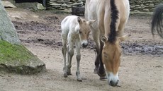 H�íb� kon� P�evalského v liberecké zoo