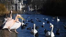 Skupina pelikán v londýnském St James parku (na snímku z ledna 2019). Krom...