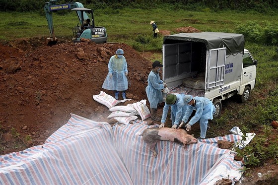 Veterinái hází ve Vietnamu mrtvá prasat do izolované jámy. Zvíata musela být...