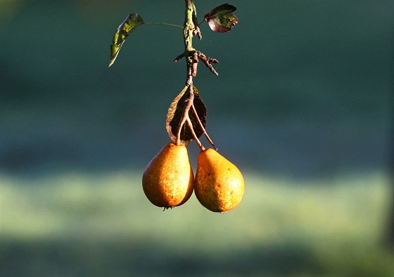 Sklize eského ovoce loni stoupla. Hruek se urodilo 7,4 tuny, tém o tetinu více ne v roce 2012.  Ilustraní snímek.
