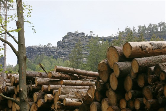 Jako hlavní zdroj se bude v biokotli spalovat tzv. dendromasa, které je kvli krovcové kalamit dostatek. Na snímku pohled na vykácený kus lesa, který otevel výhled na Pravickou bránu od silnice z Henska na Mezní Louku. (21. kvtna 2019)