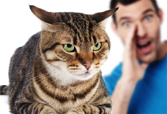 Kočky vám rozumí, ale ignorují vás