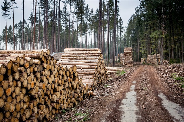 Vítězem dvanáctimiliardového lesnického tendru na roky 2023 až 2027 je Uniles