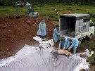Veterináři hází ve Vietnamu mrtvá prasat do izolované jámy. Zvířata musela být...