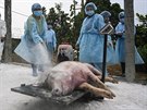 Veterináři ve Vietnamu dezinfikují mrtvá prasata předtím, než je pohřbí v...