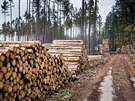 V roce 2018 státní Lesy ČR vytěžily skoro 11 milionů metrů krychlových dřeva, z...
