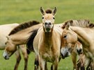 Kon Pevalskho ve vbhu chovn stanice prask zoo v Dolnm Dobejov na...