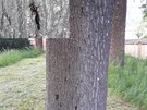 Napadení lýkohubem zrnitým (ze stromu vytéká míza ze závrtových otvor)