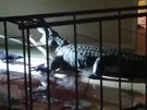 en se do kuchyn vloupal aligátor