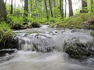Jankovský potok, jediné místo na Vysočině, kde ještě žije perlorodka říční,...