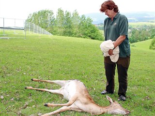 Z devaten�ctihlav�ho st�da v Bernartic�ch na Trutnovsku vlci zakousli deset...