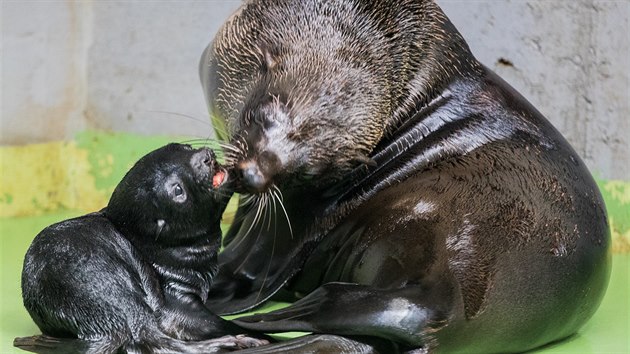 Lachtan samice Abeba porodila v prask zoo zdravho potomka. (6. ervna 2019)