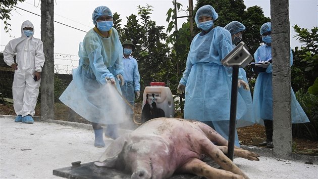 Veterináři ve Vietnamu dezinfikují mrtvá prasata předtím, než je pohřbí v izolované jámě. (27. května 2019)