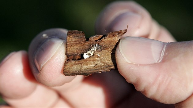 Larva krovce zavrtan do kry smrku.