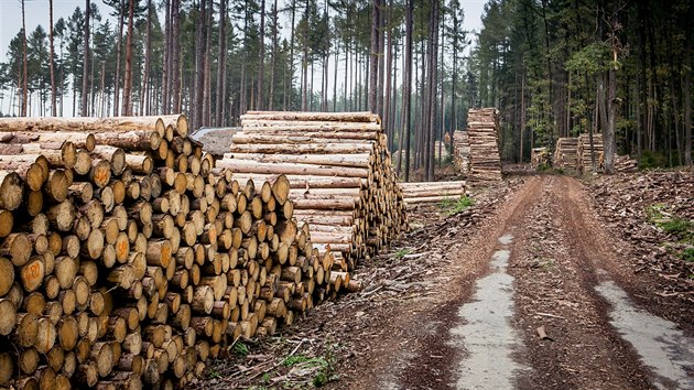 V roce 2018 státní Lesy ČR vytěžily skoro 11 milionů metrů krychlových dřeva, z toho přes 6 milionů bylo napadeno kůrovcem.