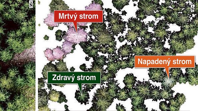 Nov technologie rozpozn podle barvy koruny, jestli je strom zdrav, napaden, nebo mrtv. Rovou jsou vyznaeny stromy, kter u zachrnit nejdou.