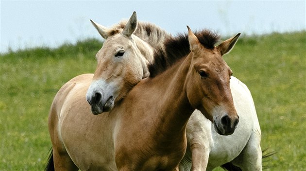 Kon Pevalskho ve vbhu chovn stanice prask Zoo v Dolnm Dobejov na Beneovsku. (6. ervna 2019)