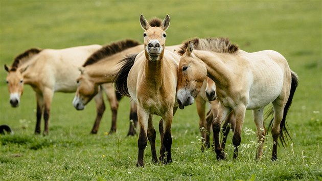 Kon Pevalskho ve vbhu chovn stanice prask zoo v Dolnm Dobejov na Beneovsku (6. ervna 2019)