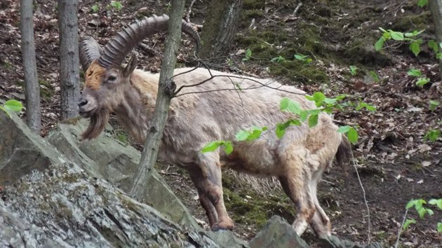 Snmek z fotopasti zachycujc jednoho ze t kozoroc kavkazskch, kte v beznu uprchli z vbh olomouck zoologick zahrady poniench stromy pi vichici.