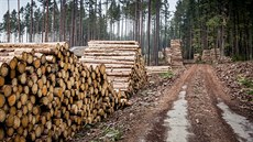V roce 2018 státní Lesy R vytily skoro 11 milion metr krychlových deva, z...