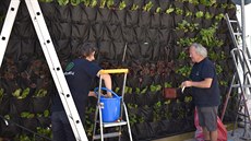 Zahradníci pracují na visuté zahrad� na st�n� m�stské knihovny v Poli�ce.