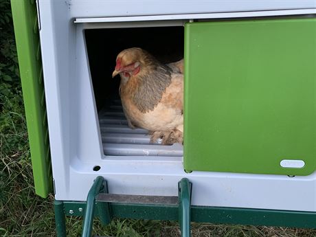 Dvka tu slepicm na noc nezavraj. "Kuny bu v okol nejsou, nebo nechod na...