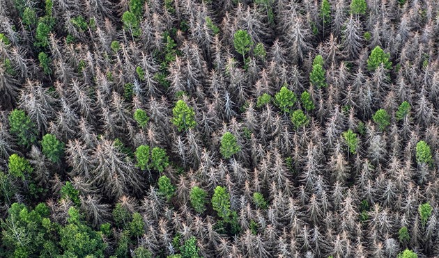 Plantáže bez života. Českým lesům chybí rozmanitost, mizí ptáci i brouci