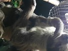 Jihlavská zoo zaívá babyboom