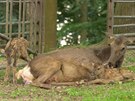 V ostravsk zoo se narodila dvojata nejvtho jelena svta