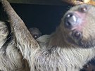Mládti lenochoda, který se v jihlavské zoologické zahrad narodil na konci...
