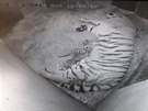 Čtvrtými potomky tygřice Tanji ve zlínské zoo jsou tři mláďata, jejich otcem je...
