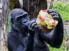 Gorily v prask zoologick zahrad dostaly zmrzlinu. (6. ervna 2019)