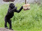 Gorily v praské zoologické zahrad dostaly zmrzlinu. (6. ervna 2019)