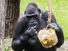 Gorily v prask zoologick zahrad dostaly zmrzlinu. (6. ervna 2019)
