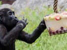 Gorily v praské zoologické zahrad dostaly zmrzlinu. (6. ervna 2019)