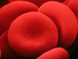 Pohled na zdravé ervené krvinky, které jsou souástí krve lovka. Dosplí...