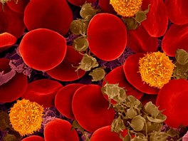 Pohled pod mikroskopem na ervené krvinky, krevní destiky a T-lymfocyty