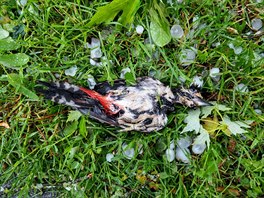 Vraednému krupobití v Nmecku padl za ob pták (10. 6. 2019)
