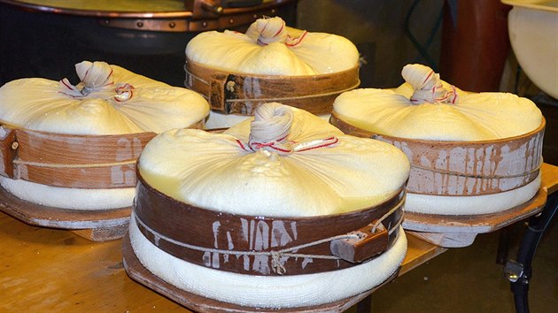Výroba sýra Gruyere. Krupičky sraženého mléka se dávají do dřevěných forem.