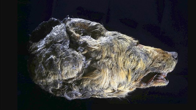 Ru�t� a japon�t� v�dci uk�zali hlavu dosp�l�ho vlka, kter� se t�m�� neporu�en� na�la v permafrostu, tedy v��n� zmrzl� sibi�sk� p�d�. Poz�statky jsou star� 40 tis�c let.